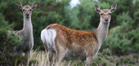 Sika Deer Deer Wildlife Animals Fallow Deer
