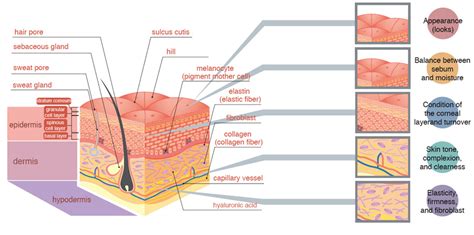This skin diagram lists all the important parts of human skin, including the dermis, epidermis, hypodermis, sweat pore, hair shaft, pigment layer, nerve fiber, dermal papilla and others. skin structure labels : Biological Science Picture Directory - Pulpbits.net