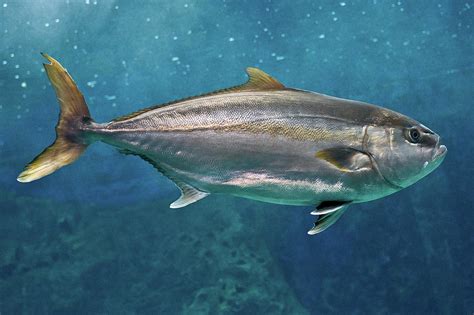 Greater Amberjack By Stavros Markopoulos