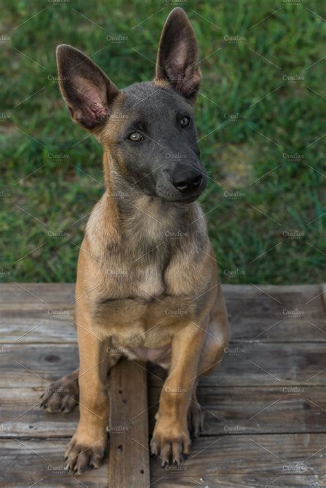 Belgian Malinois Puppy Featuring Dog Puppy And Beautiful High