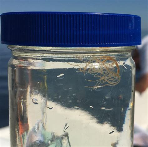 Dangerous ‘clinging Jellyfish Found Again In Brick Waters Brick Nj
