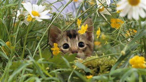 Cat Kitten Flower Grass Hd Wallpaper Animals Wallpaper Better