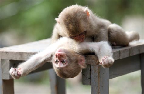 Download Cuddling Cute Monkey Photo Wallpaper