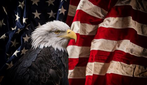 American Bald Eagle With Flag Stock Photo Download Image Now Istock