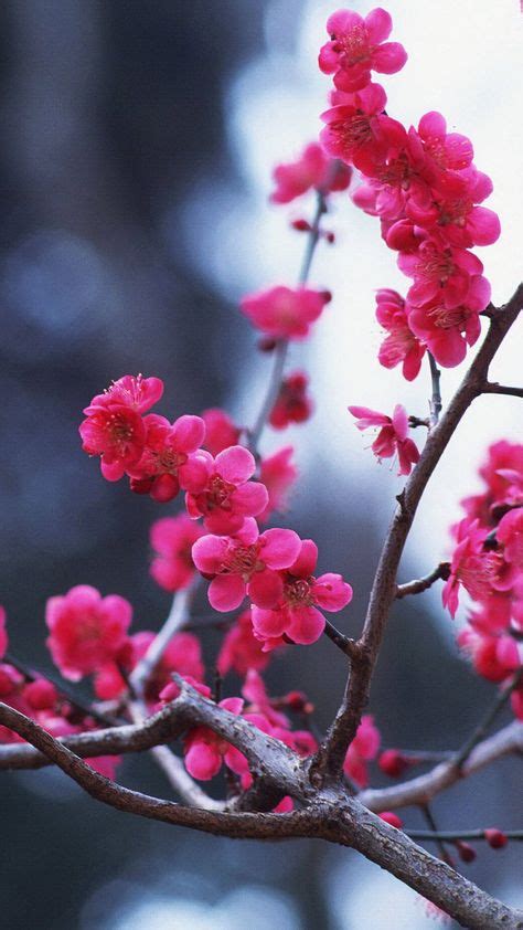 Cherry Blossom Iphone Hd Wallpaper Best Flower Wallpaper Blossom