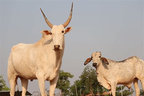 Two Bullocks Become Fast Friends Animal Rahat
