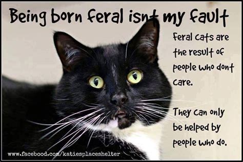 Pin By Feralcat Friend On Feral Cats And Tnr Feral Cats Cats