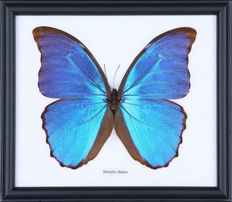 The Giant Blue Morpho Butterfly Morpho Didius Cotton Mounted Butterf