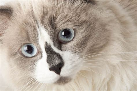 Chylous Ascites In Cats All Things About Pets