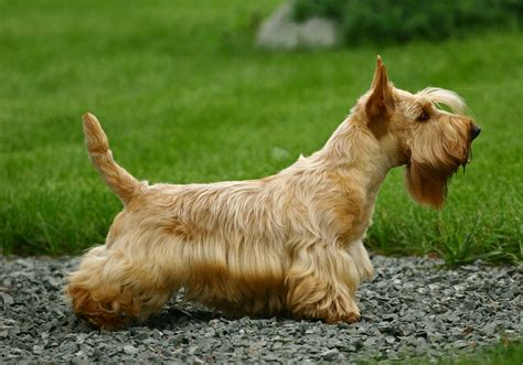 Scottish Terrier Scottie Breed Characteristics And Care