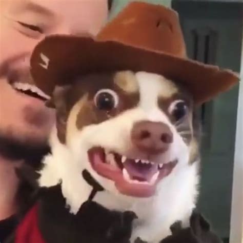 Sad cat cowboy hat meme internet viral joke pun shirt. Pin by Nat. on memez | Cowboy hats, Memes, Hats