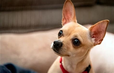 Perros Chihuahua Diferencias Entre El Cabeza De Manzana Y Cabeza De
