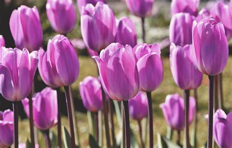 Tulips Flowers Purple Free Photo On Pixabay