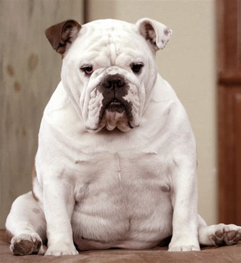 Bulldog puppies with full registration are raised not however, because of this characteristic, they are easy to get fat. A Drake's Progress: Mantra