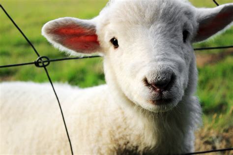 2000 Free Lamb And Sheep Photos Pixabay
