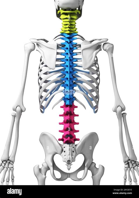 Human Thoracic Spine Pain Hi Res Stock Photography And Images Alamy