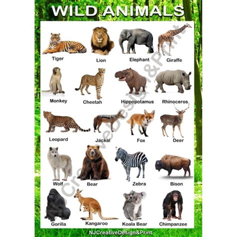A4 Laminated Wild Animals Chart ️ Shopee Philippines
