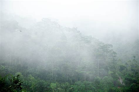 Morning Fog On The Rainy Deep Jungle Forest Stock Photo Image Of Rain