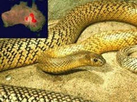 Inland Taipan Cobra Mais Venenosa Do Mundo Tudo Sobre Cobras