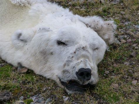 Svalbard Dead Polar Bear At Texas Bar Travel2unlimited