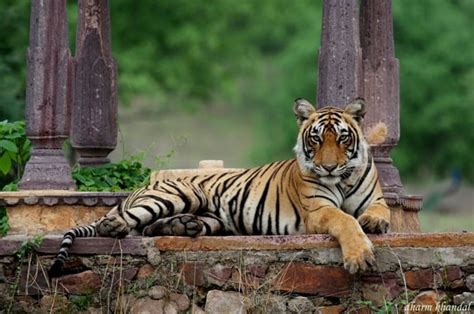 Ranthambore National Park On The Trail Of Tigers In India