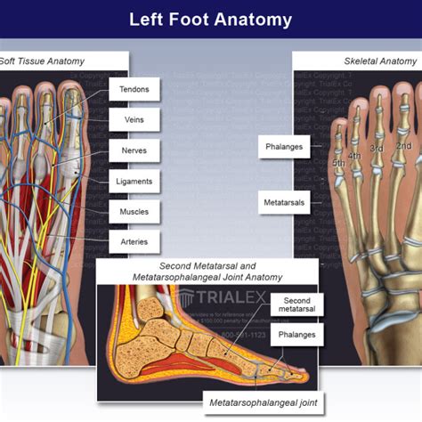 Skeletal Anatomy Of The Ankle