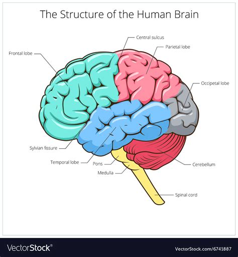Structure Of Human Brain Schematic Royalty Free Vector Image