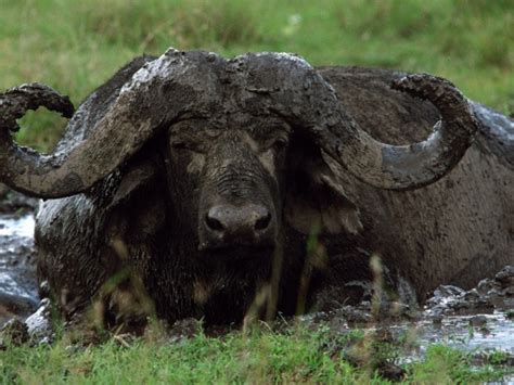 The Cape Buffalo Dangerous Wildlife Facts And New Photos The Wildlife