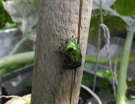 Maybe you would like to learn more about one of these? wer kennt diesen grünen Käfer? (Garten, Schädlinge)