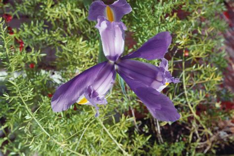 We did not find results for: How to Identify Iris Plants | eHow