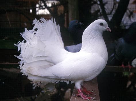 White Pigeon Flying Mobile Wallpapers Mobile Wallpapers