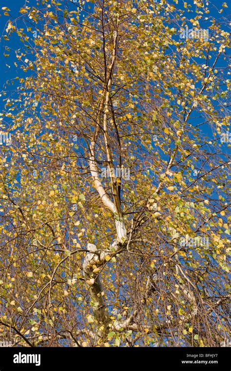 Silver Birch Tree Branches And Leaves Against A Clear Blue Sky In