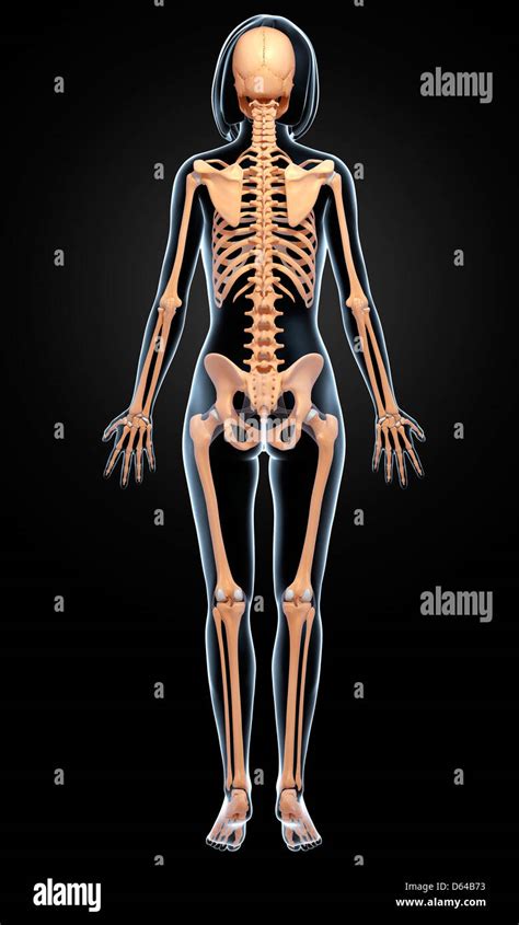 Female Skeleton Artwork Stock Photo Alamy