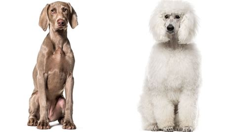 Weimardoodle Dog Breed Information Pictures And Characteristics