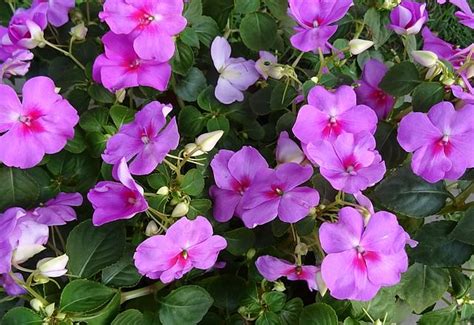 These robust annuals will fill a smaller container on its own, or. Perennials For Shade That Bloom All Summer | The Garden Glove
