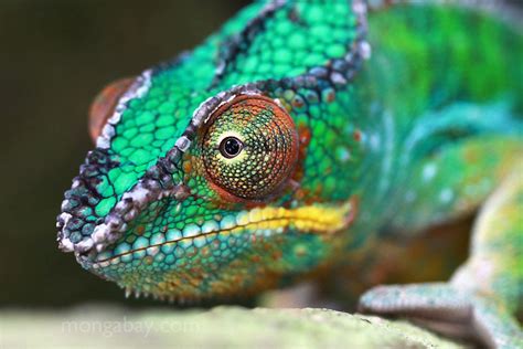 Male Panther Chameleon Lizard Chameleon Lizard Tropical Rainforest