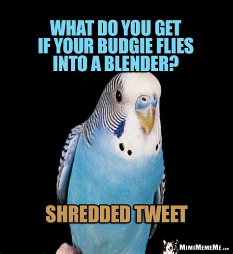 Funny Bird Jokes Avian Humor Cheep Birdie Laughs Pg 2 Mimimememe