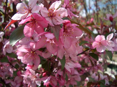 Royal Raindrops Flowering Crabapple Flowering Crabapple Crabapple