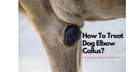 Dog Elbow Callus How To Care Prevent And Treat
