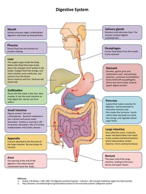 The Digestive System Diagram And Functions Digestive In With Images Human