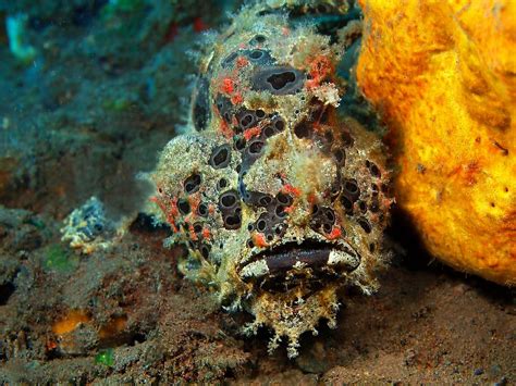 Anglerfish 7 Facts About This Scary Sea Creature Worldatlas