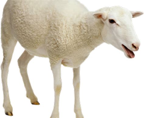 Sheep Png Images Transparent Background Png Play