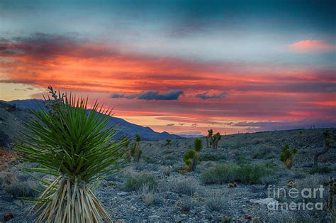 Desert Sunset With Joshua Tree Photograph By Dan Hartford Fine Art