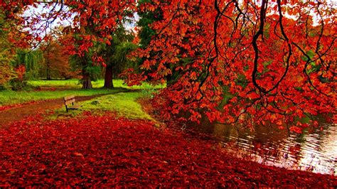 Fall Foliage Wallpapers For Desktop Wallpaper Cave