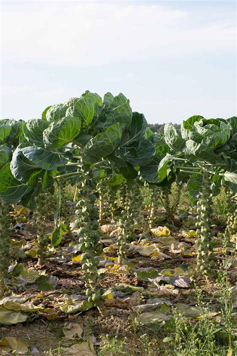How To Harvest Brussels Sprouts Gardeners Path