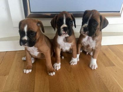 These boxer puppies located in wisconsin come from different cities, including Boxer Puppies For Sale | Milwaukee, WI #264288 | Petzlover