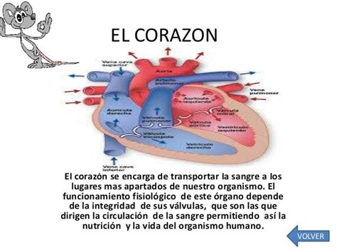 El Corazon