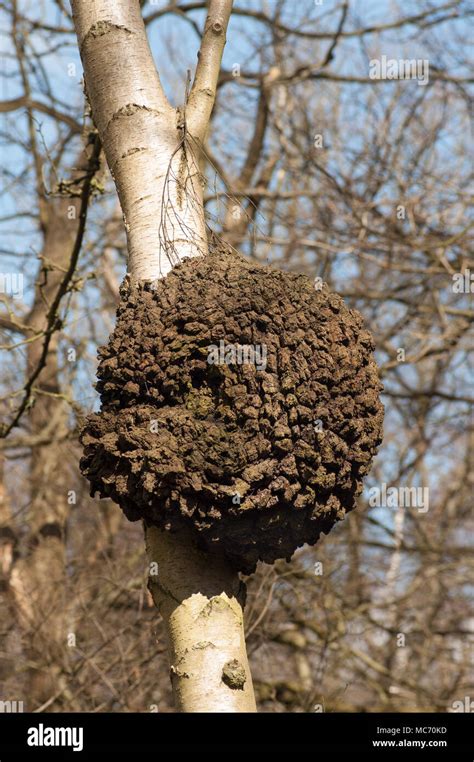 Burl Or Burr Lump Growth On Silver Birch Tree Most Likely Caused By