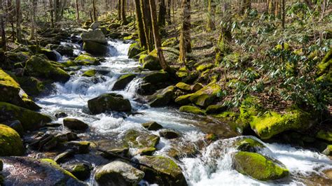 Big Creek Trail Smoky Mountains Hiking The Adventure Collective