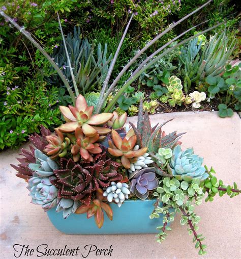 Floral Style Succulent Container Arrangement By Cindy Growing